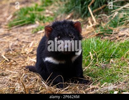 Baby Tasmanian Devil, gefährdetes Beuteltier, mit süßem, neugierigem Blick auf das Devils Cradle Sanctuary in Tasmanien in der Nähe des Cradle Mountain National Park Stockfoto