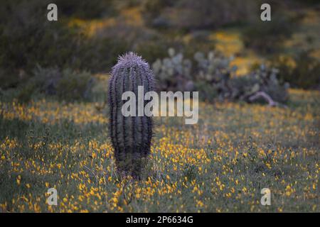 Einzelner Kaktus im ausgewählten Fokus im Vordergrund im frühmorgendlichen ungeöffneten Mohnfeld im Picacho Peak State Park bei Tucson, Arizona, USA Stockfoto