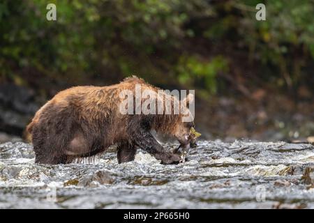 Ausgewachsener Braunbär (Ursus arctos), Fütterung von rosa Lachs im Hafen von Pavlov auf Chichagof Island, Alaska, Vereinigte Staaten von Amerika, Nordamerika Stockfoto