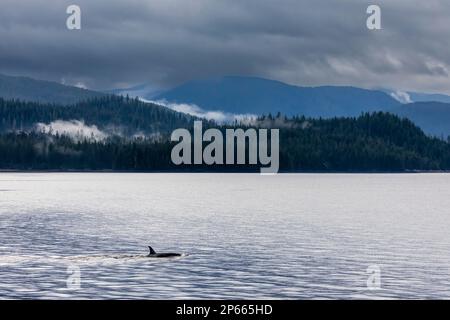 Killerwal (Orcinus orca), aufgetaucht in Behm Canal, Südost-Alaska, Vereinigte Staaten von Amerika, Nordamerika Stockfoto