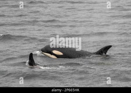 Ausgewachsener weiblicher Killerwal (Orcinus orca), Auftauchen im Behm Canal, Südostaska, Vereinigte Staaten von Amerika, Nordamerika Stockfoto