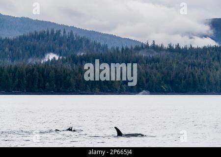 Killerwale (Orcinus orca), die in Behm Canal, Südost-Alaska, Vereinigte Staaten von Amerika, Nordamerika auftauchen Stockfoto