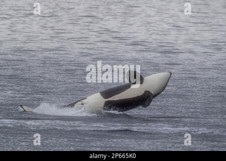 Juvenile weibliche Killerwale (Orcinus orca) brechen in Behm Canal, Südost-Alaska, Vereinigte Staaten von Amerika, Nordamerika Stockfoto
