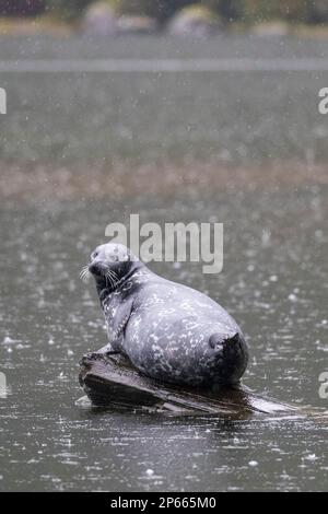 Ausgewachsene Seehunde (Phoca vitulina), die auf einem Baumstamm im Misty Fjords National Monument, Südost-Alaska, USA, Nordamerika, herausgezogen wurden Stockfoto