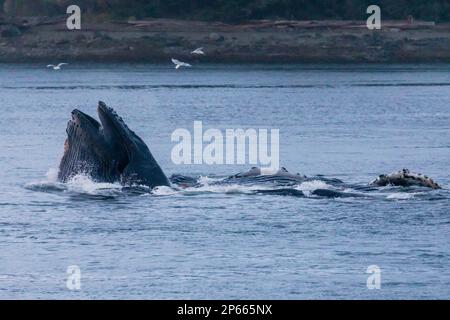 Ausgewachsene Buckelwale (Megaptera novaeangliae), Ausfallschritt-Fütterung an der Oberfläche auf den Inian-Inseln, Südostaska, Vereinigte Staaten von Amerika, Nordamerika Stockfoto