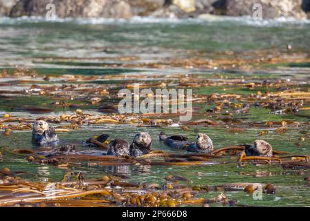Eine Gruppe von Seeottern (Enhydra lutris), Rafting im Seetang auf den Inian Islands, Südost-Alaska, Vereinigte Staaten von Amerika, Nordamerika Stockfoto