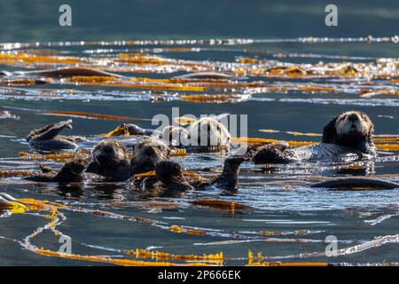 Eine Gruppe von Seeottern (Enhydra lutris), Rafting im Seetang auf den Inian Islands, Südost-Alaska, Vereinigte Staaten von Amerika, Nordamerika Stockfoto