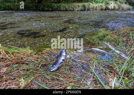 Ausgewachsener rosa Lachs (Oncorhynchus gorbuscha), laichend in Fox Creek, Chichagof Island, Südostaska, Vereinigte Staaten von Amerika, Nordamerika Stockfoto