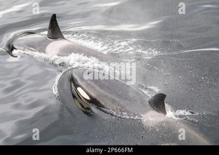 Eine kleine Killerwal-Kapsel (Orcinus orca), die sich im Behm Canal, Südost-Alaska, USA, Nordamerika erhebt Stockfoto