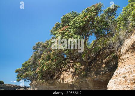 Pohutukawa Tree (Metrosideros excelsa), auch als neuseeländischer Weihnachtsbaum bezeichnet; Klammerung an felsigen Klippen in Anchor Bay, Tawharanui Regi Stockfoto