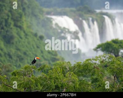 Ein erwachsener toco-Tukan (Ramphastos toco), hoch oben auf einem Baumstamm, Iguazu Falls, UNESCO, Provinz Misiones, Argentinien, Südamerika Stockfoto