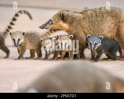 Junge südamerikanische Coatis (Nasua nasua), der mutter folgte in Iguazu Falls, Provinz Misiones, Argentinien, Südamerika Stockfoto