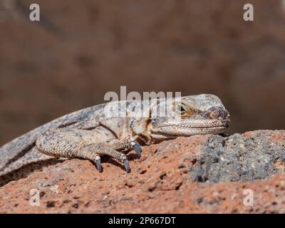 Gemeiner Chuckwalla (Sauromalus ater), Sonnenbaden im Red Rock Canyon State Park, Kalifornien, Vereinigte Staaten von Amerika, Nordamerika Stockfoto