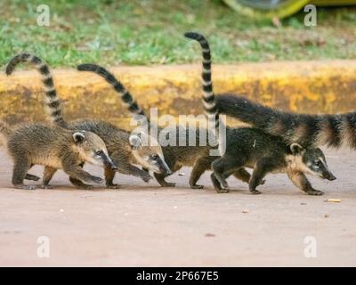 Junge südamerikanische Coatis (Nasua nasua), der mutter folgte in Iguazu Falls, Provinz Misiones, Argentinien, Südamerika Stockfoto