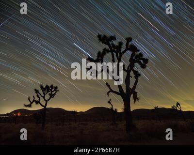 Joshua Trees (Yucca brevifolia), unter Sternenwegen im Joshua Tree National Park, Kalifornien, USA, Nordamerika Stockfoto