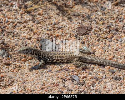 Westliche Peitschenechse (Aspidoscelis tigris), die sich in der Sonne im Red Rock Canyon State Park, Kalifornien, USA, Nordamerika sonnt Stockfoto