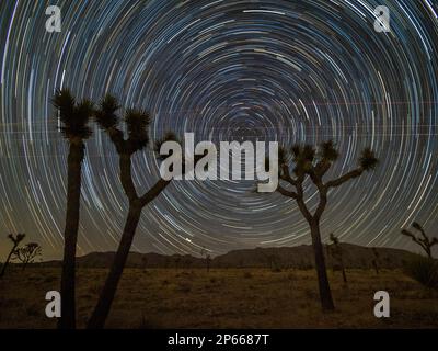 Joshua Trees (Yucca brevifolia), unter Sternenwegen im Joshua Tree National Park, Kalifornien, USA, Nordamerika Stockfoto