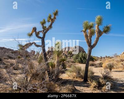 Joshua Trees (Yucca brevifolia) inmitten von verwitterten Felsen im Joshua Tree National Park, Kalifornien, USA, Nordamerika Stockfoto