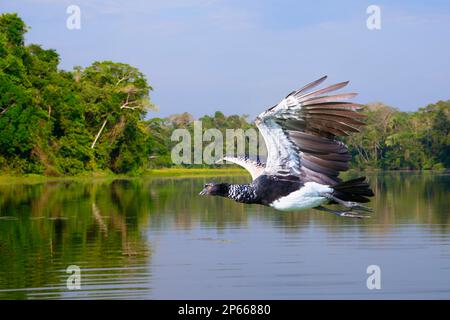 Flying Horned Screamer (Anhima cornuta), Manu Nationalpark Nebelwald, Peru, Südamerika Stockfoto