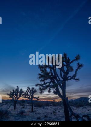 Joshua Trees (Yucca brevifolia) bei Sonnenuntergang im Joshua Tree National Park, Kalifornien, USA, Nordamerika Stockfoto
