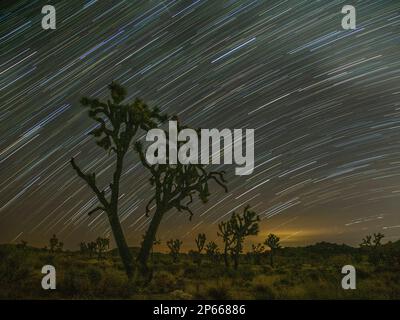 Joshua Trees (Yucca brevifolia), unter Sternenwegen im Joshua Tree National Park, Kalifornien, USA, Nordamerika Stockfoto