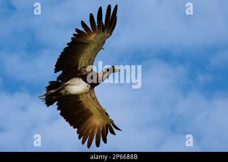 Flying Horned Screamer (Anhima cornuta), Manu Nationalpark Nebelwald, Peru, Südamerika Stockfoto