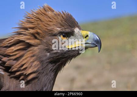 Porträt eines Goldenen Adlers (Aquila chrysaetos), Song Kol See, Naryn Region, Kirgisistan, Zentralasien, Asien Stockfoto