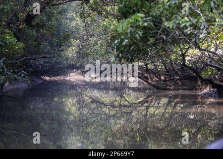 Ein Kanal in Sundarbans. Sundarbans ist der größte natürliche Mangrovenwald der Welt. Stockfoto