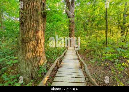 Buchenwald, Hainich-Nationalpark, UNESCO-Weltkulturerbe, Bad Langensalza, Thüringer Becken, Thüringen, Deutschland, Europa Stockfoto