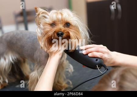 Der süße kleine yorkie wird gepflegt. Professioneller Tierpfleger rasiert yorkshire Terrier Dog im Salon. Stockfoto