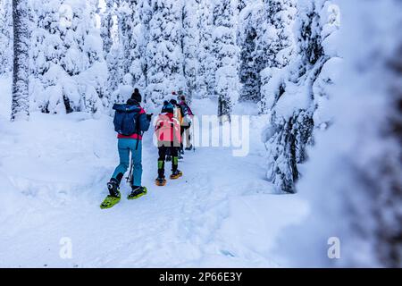 Eine Familie, die den verschneiten Wald auf einem Pfad mit Schneeschuhen erkunden kann, den Oulanka-Nationalpark, Ruka Kuusamo, Lappland, Finnland, Europa Stockfoto