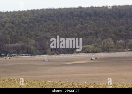 Maisfeld im Frühling mit Bewässerungssystem für die Wasserversorgung, Sprinkler spritzen Wasser in die Pflanzen. Stockfoto