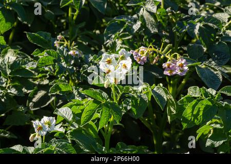 Nahaufnahme einer weiß-gelb blühenden Kartoffelpflanze im Vordergrund eines Grossfeldes in den Niederlanden. Es ist früh am Morgen eines sonnigen Tages Stockfoto