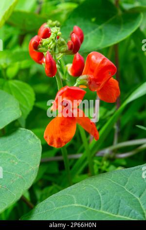 Wunderschöne Blumen von Runner Bean Plant Phaseolus coccineus, die im Garten wachsen. Stockfoto