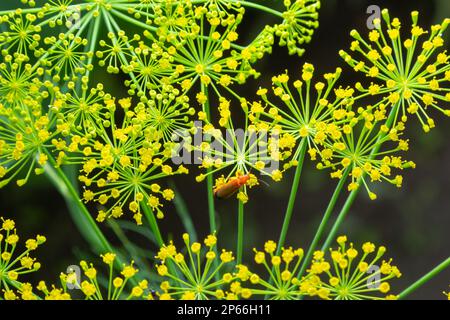 Dillschirm mit Samen im Sonnenlicht, Nahaufnahme. Gelbe Fenchelblumen auf grünem, unscharfem Hintergrund. Natürliches Pflanzenmuster. Stockfoto