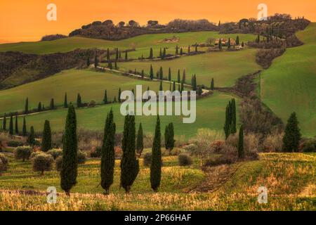 Cypress Road, La Foce, Val d'Orcia, Toskana, Italien Stockfoto
