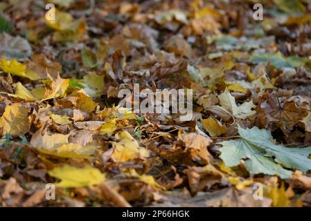 Krakau, Polen. 17. Okt. 2022. Aus nächster Nähe, goldene Herbstblätter, die von den Bäumen in der Sonne gefallen sind, Hintergrundbeleuchtung (Contre-jour). Ein Teppich aus herbstlichen Herbstblättern bedeckt den Boden des Parks. Herbsttrockenheit und gelbe Blätter, die auf dem Boden in den Sonnenstrahlen liegen (Kreditbild: © Andrey Nekrasov/ZUMA Press Wire), NUR REDAKTIONELLE VERWENDUNG! Nicht für den kommerziellen GEBRAUCH! Stockfoto