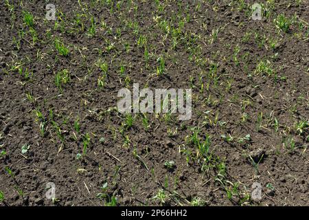 Junge Sprossen von gekeimtem Weizen auf offenem Boden. Ackerbau auf einem Feld. Stockfoto