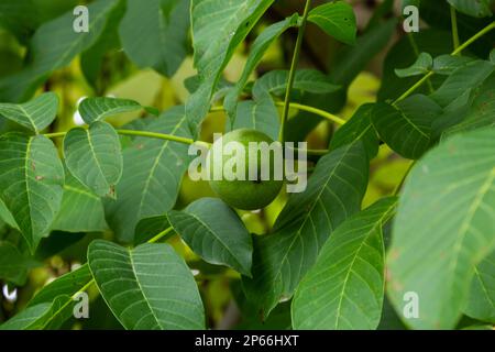 Grüne Walnüsse, die auf einem Baum wachsen, aus der Nähe. Stockfoto