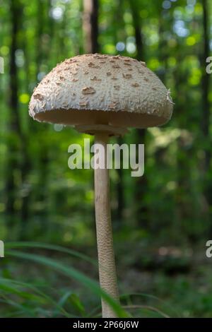 Macrolepiota procera oder Lepiota procera Pilze, die im Herbstwald wachsen, aus nächster Nähe. Schönheit mit langem, schlankem Bein mit Gleitring und großem schuppigen h Stockfoto