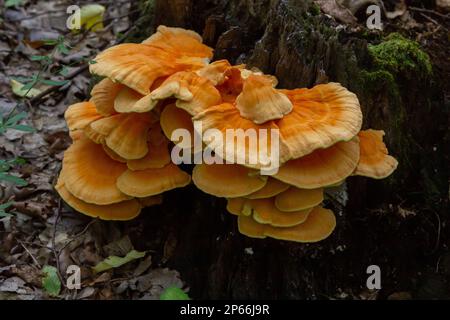 Makrofotografie Nahaufnahme des Pilzes der orangefarbenen Klammer, auch bekannt als Krabbe der Wälder oder Huhn der Wälder Laetiporus Sulphureus, der auf Bäumen wächst. Stockfoto