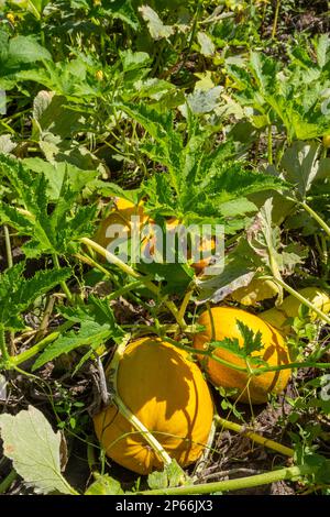 Buttercup-Kürbis - grüner süßer Kürbis im Garten, Bauernhof. Kürbis pflanzt den Garten. Stockfoto