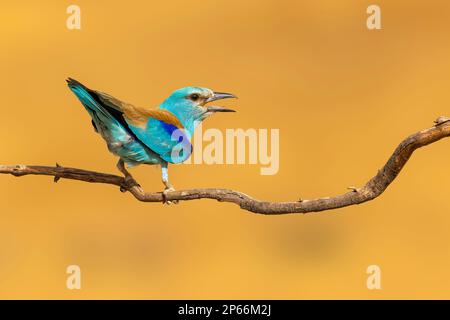 European Roller (Coracias garrulus) auf einem Zweig in Toledo, Kastilien-La Mancha, Spanien, Europa Stockfoto