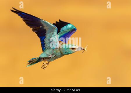 European Roller (Coracias garrulus) im Flug mit Insekten im Schnabel, Toledo, Castilla-La Mancha, Spanien, Europa Stockfoto