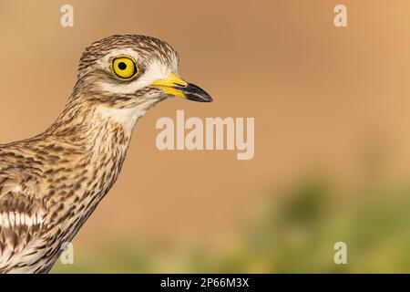 Steinbrecher (Burhinus oedicnemus) Nahporträt, Toledo, Castilla-La Mancha, Spanien, Europa Stockfoto