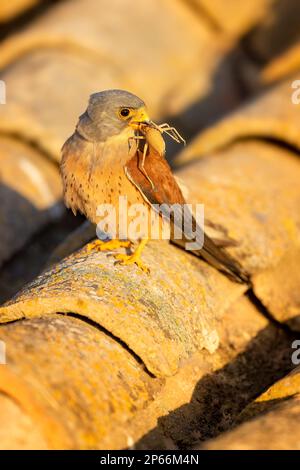 Lesser Kestrel (Falco naumanni) mit Cricket Food Parcel, Toledo, Castilla-La Mancha, Spanien, Europa Stockfoto