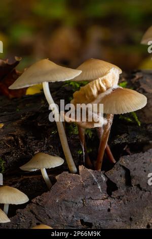 Der Common Bonnet Mycena galericulata ist ein ungenießbarer Pilz, ein faszinierendes Foto. Stockfoto