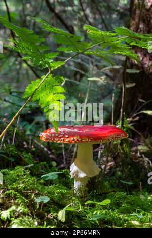 Red Wild Amanita Muscaria Pilz. Ein roter Amanita Muscaria Pilz, der in freier Wildbahn wächst. Stockfoto