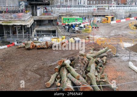 London, Großbritannien. 07. März 2023. Reife Londoner Ebenenbäume (Platanus x hispanica), die kürzlich im Rahmen der Eisenbahnentwicklung von HS2 am Bahnhof Euston, A, gefällt wurden Stockfoto