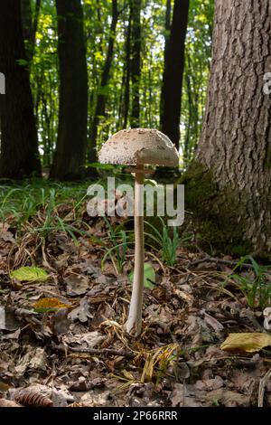 Macrolepiota procera oder Lepiota procera Pilze, die im Herbstwald wachsen, aus nächster Nähe. Schönheit mit langem, schlankem Bein mit Gleitring und großem schuppigen h Stockfoto